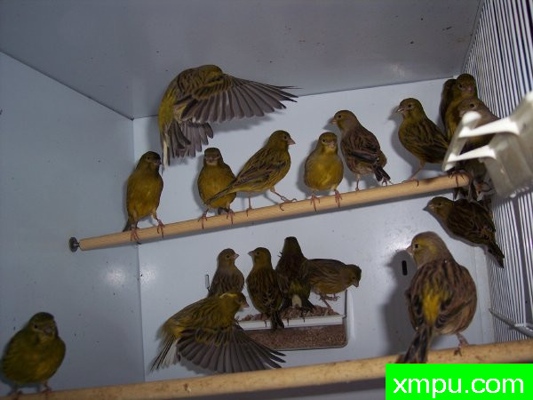 花式法夫金丝雀-摄影恩格特