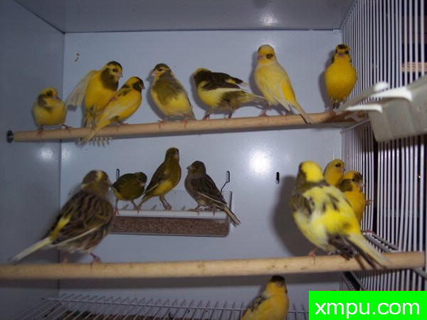 花式法夫金丝雀-摄影恩格特