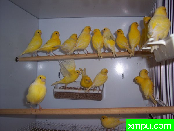 花式法夫金丝雀-摄影恩格特