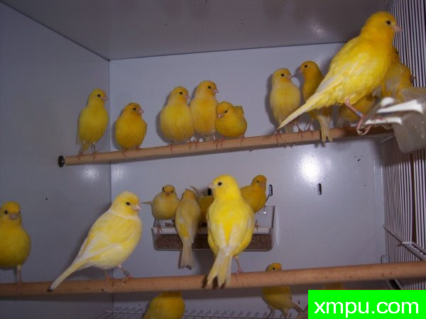 花式法夫金丝雀-摄影恩格特