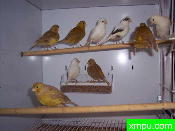 花式法夫金丝雀-摄影恩格特