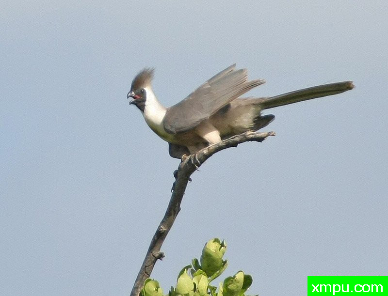 黑面前往外卖鸟