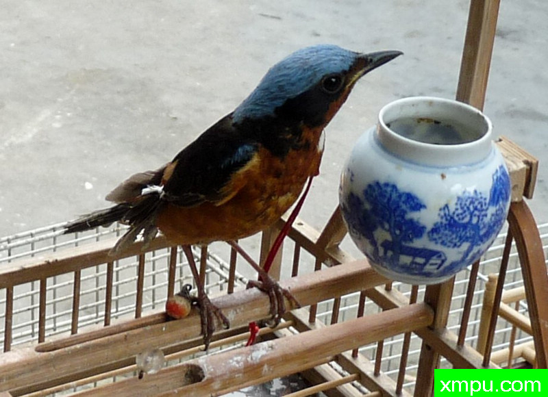 白喉矶鸫--自然摄影师王晓瑜摄影