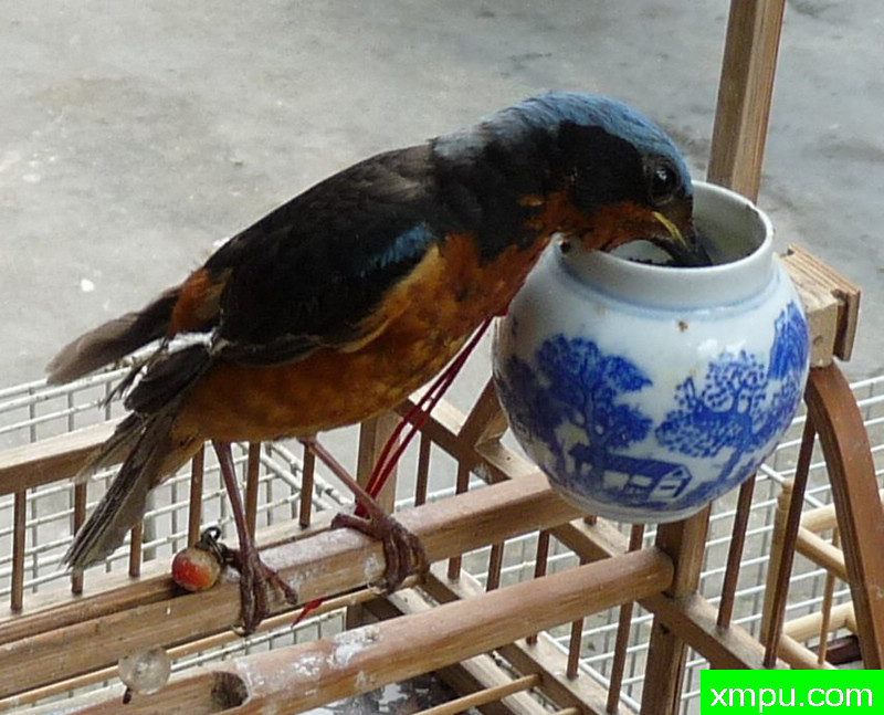 白喉矶鸫--自然摄影师王晓瑜摄影