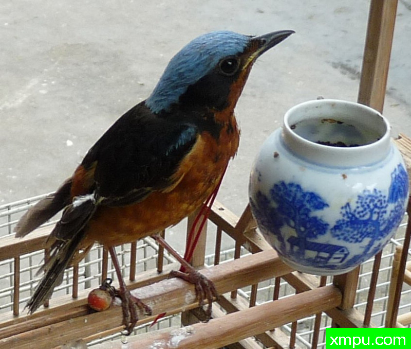 白喉矶鸫--自然摄影师王晓瑜摄影