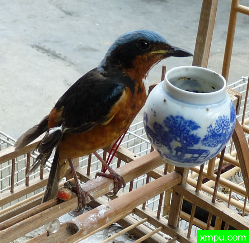 白喉矶鸫--自然摄影师王晓瑜摄影