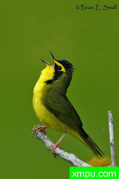 肯塔基莺 --著名摄影大师布赖恩E.小【美国】作品系列