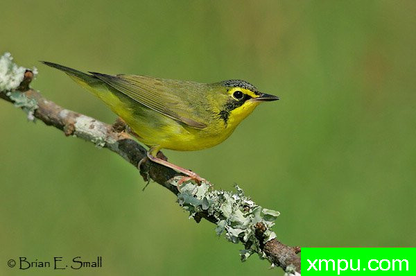 肯塔基莺 --著名摄影大师布赖恩E.小【美国】作品系列