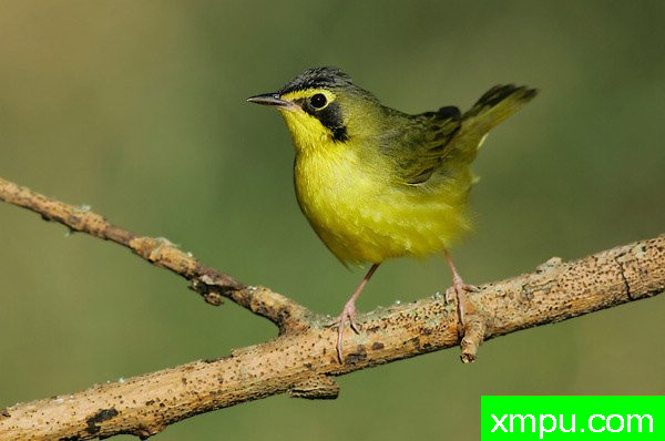 肯塔基莺 --著名摄影大师布赖恩E.小【美国】作品系列