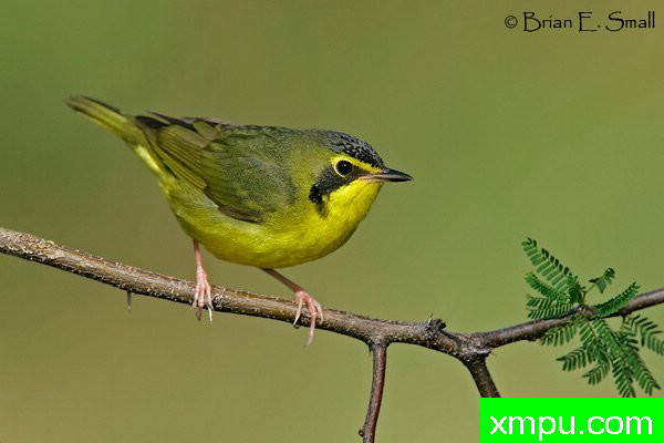 肯塔基莺 --著名摄影大师布赖恩E.小【美国】作品系列