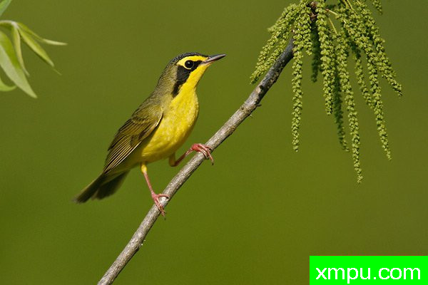 肯塔基莺 --著名摄影大师布赖恩E.小【美国】作品系列