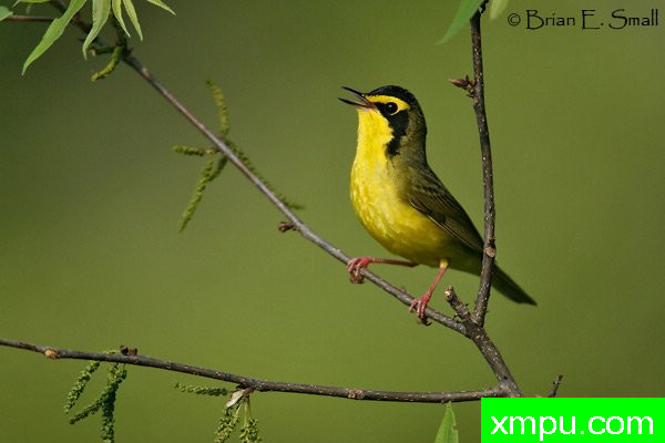 肯塔基莺 --著名摄影大师布赖恩E.小【美国】作品系列