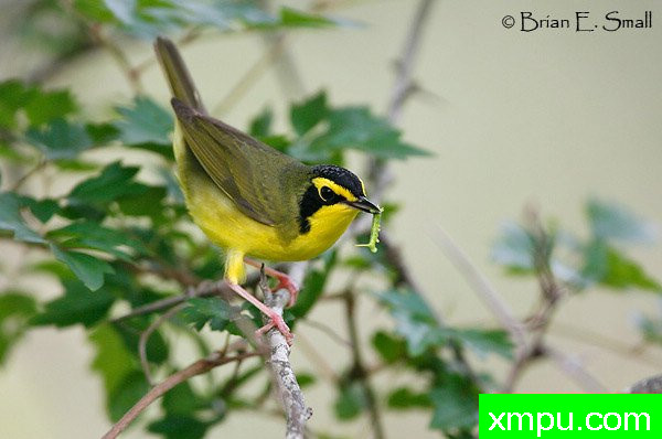 肯塔基莺 --著名摄影大师布赖恩E.小【美国】作品系列