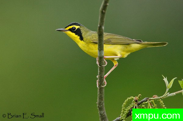 肯塔基莺 --著名摄影大师布赖恩E.小【美国】作品系列