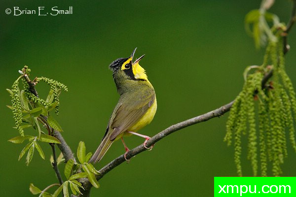 肯塔基莺 --著名摄影大师布赖恩E.小【美国】作品系列