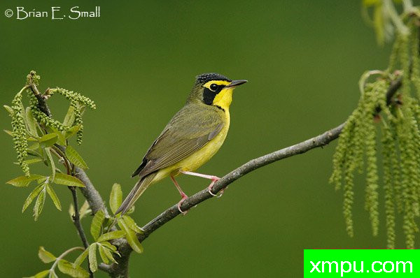 肯塔基莺 --著名摄影大师布赖恩E.小【美国】作品系列