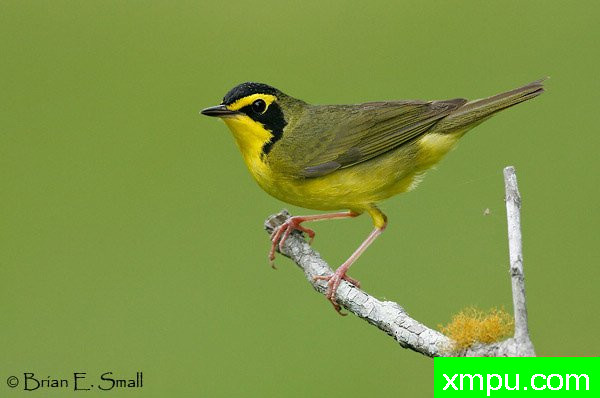 肯塔基莺 --著名摄影大师布赖恩E.小【美国】作品系列
