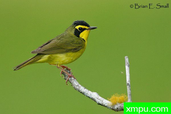 肯塔基莺 --著名摄影大师布赖恩E.小【美国】作品系列