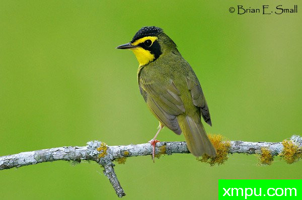 肯塔基莺 --著名摄影大师布赖恩E.小【美国】作品系列