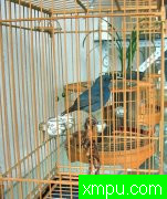 成都鸟市--自然摄影师王晓瑜摄影[打开音箱-配曲自动播放]