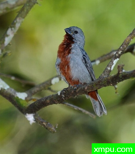 蓝灰栗腹--摄影安塞尔莫dAffonseca [巴西]