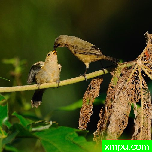 蓝灰栗腹--摄影安塞尔莫dAffonseca [巴西]