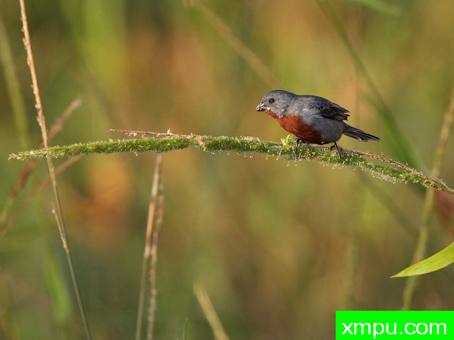 蓝灰栗腹--摄影安塞尔莫dAffonseca [巴西]