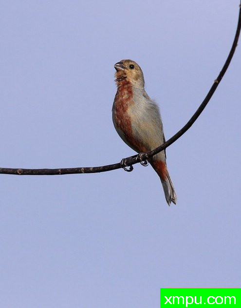 蓝灰栗腹--摄影安塞尔莫dAffonseca [巴西]