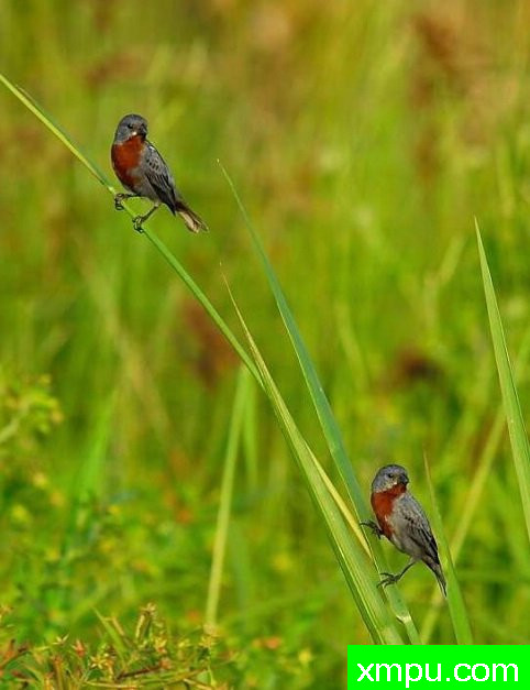 蓝灰栗腹--摄影安塞尔莫dAffonseca [巴西]