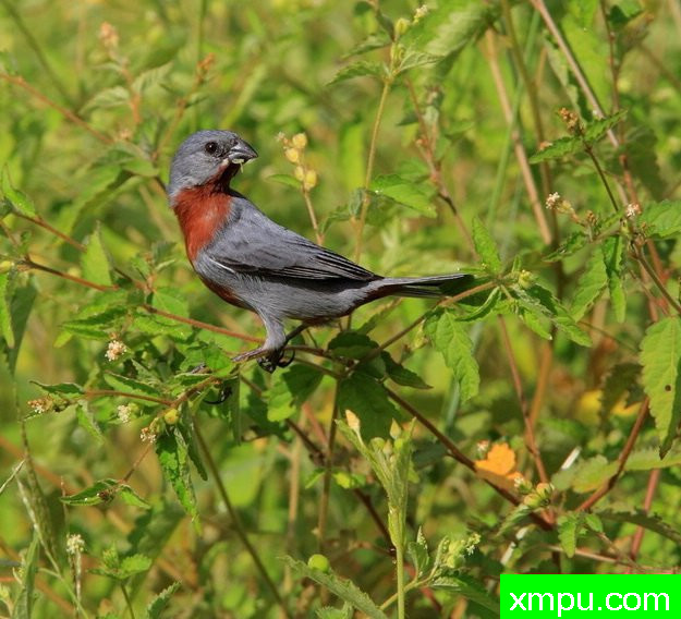 蓝灰栗腹--摄影安塞尔莫dAffonseca [巴西]