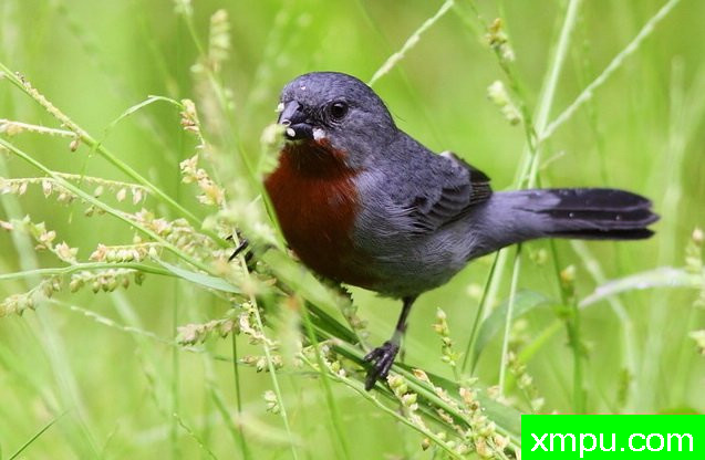 蓝灰栗腹--摄影安塞尔莫dAffonseca [巴西]