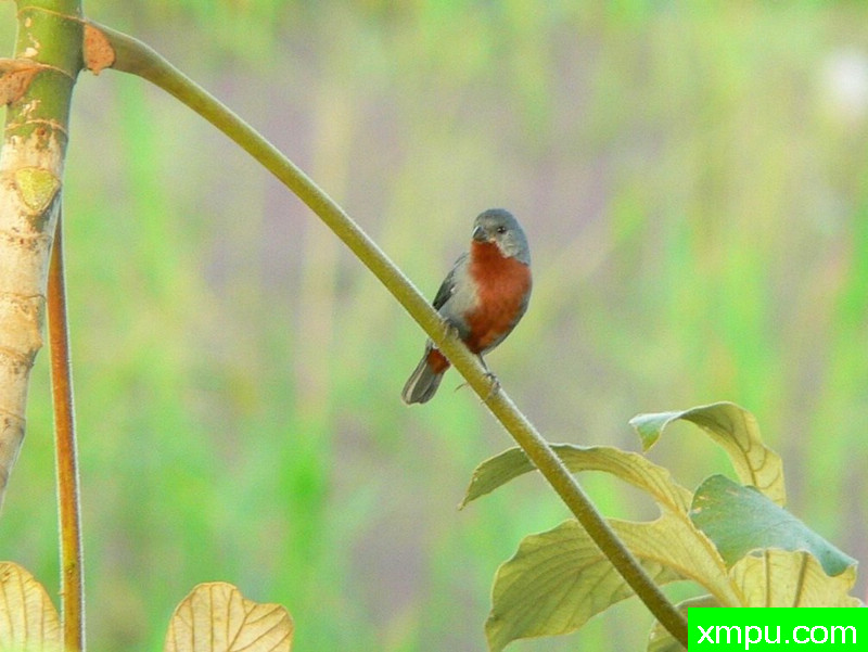 蓝灰栗腹--摄影安塞尔莫dAffonseca [巴西]