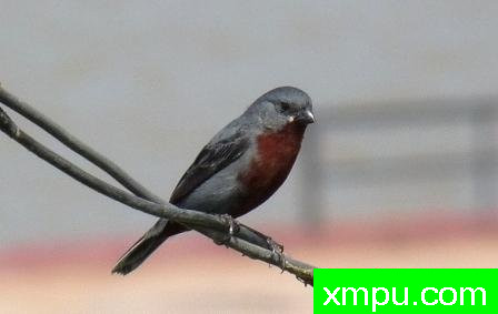 蓝灰栗腹--摄影安塞尔莫dAffonseca [巴西]