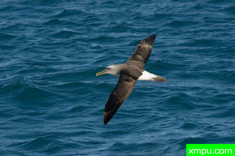 南极黑眉信天翁-新西兰_摄影特里惠特克