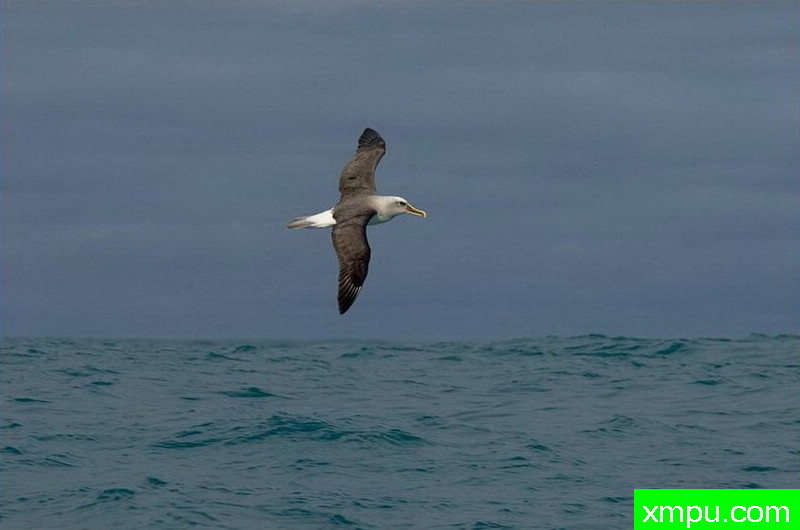 南极黑眉信天翁-新西兰_摄影特里惠特克