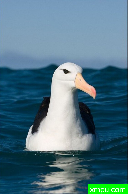 南极黑眉信天翁-新西兰_摄影特里惠特克