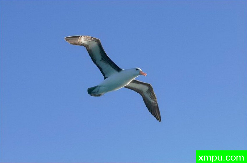 南极黑眉信天翁-新西兰_摄影特里惠特克