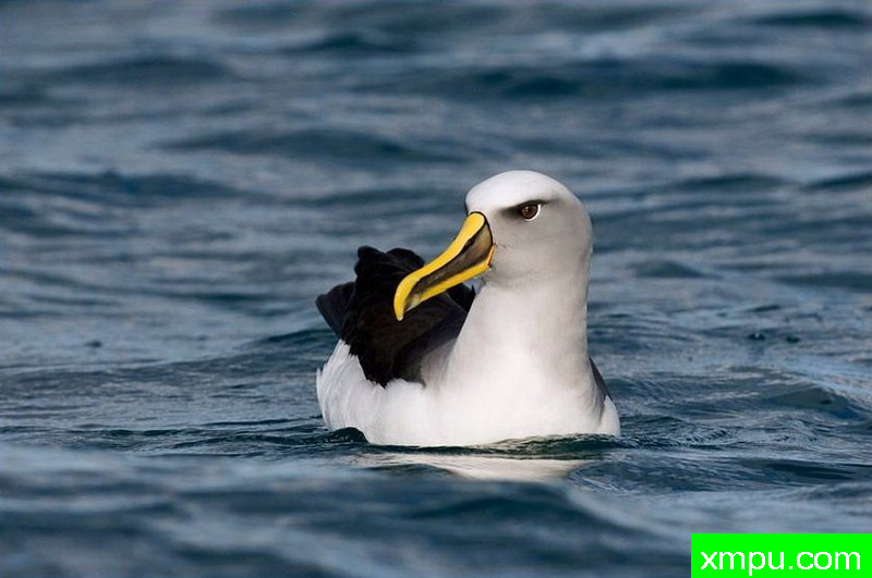 南极黑眉信天翁-新西兰_摄影特里惠特克