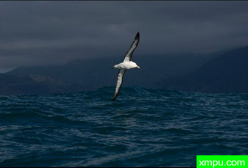 南极黑眉信天翁-新西兰_摄影特里惠特克