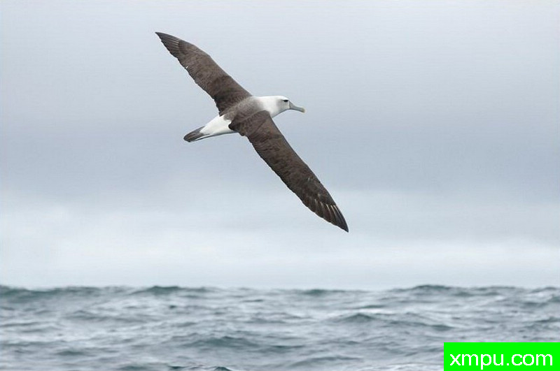 南极黑眉信天翁-新西兰_摄影特里惠特克