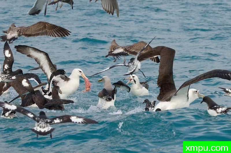 南极黑眉信天翁-新西兰_摄影特里惠特克