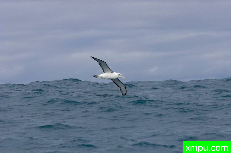 南极黑眉信天翁-新西兰_摄影特里惠特克