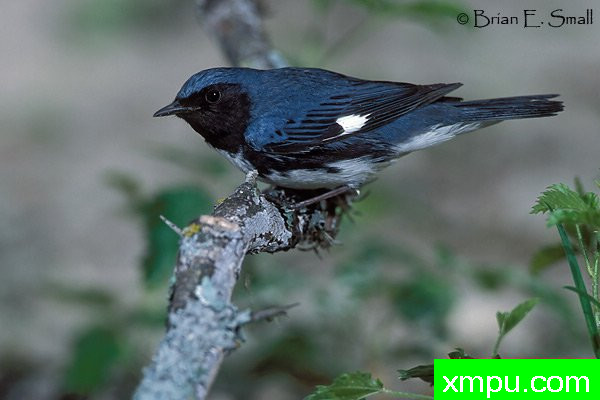 黑喉蓝莺--著名摄影大师布赖恩E.小【美国】作品系列