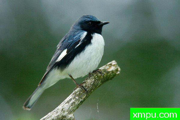 黑喉蓝莺--著名摄影大师布赖恩E.小【美国】作品系列