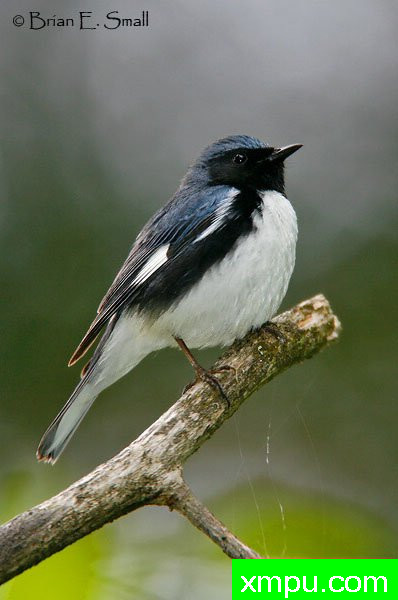 黑喉蓝莺--著名摄影大师布赖恩E.小【美国】作品系列