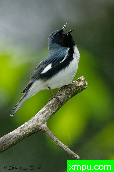 黑喉蓝莺--著名摄影大师布赖恩E.小【美国】作品系列