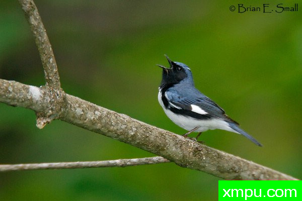 黑喉蓝莺--著名摄影大师布赖恩E.小【美国】作品系列