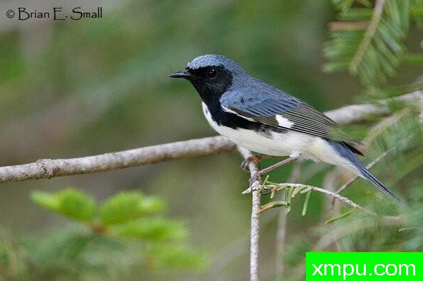 黑喉蓝莺--著名摄影大师布赖恩E.小【美国】作品系列