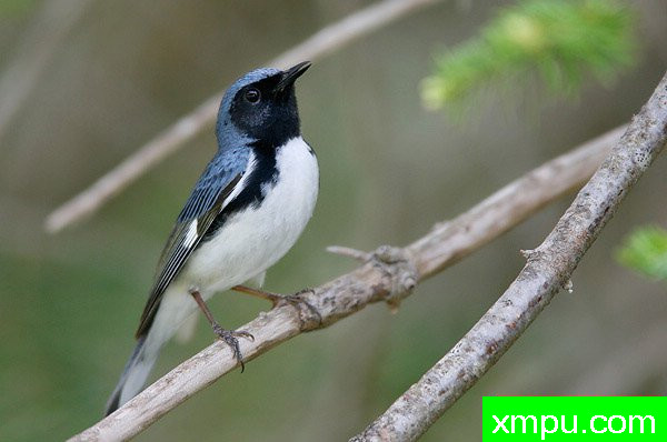 黑喉蓝莺--著名摄影大师布赖恩E.小【美国】作品系列