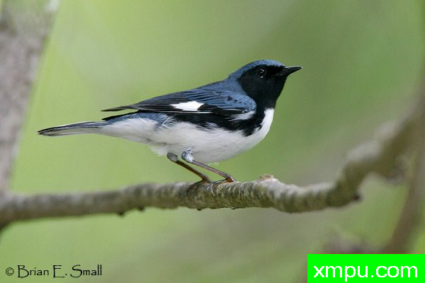 黑喉蓝莺--著名摄影大师布赖恩E.小【美国】作品系列